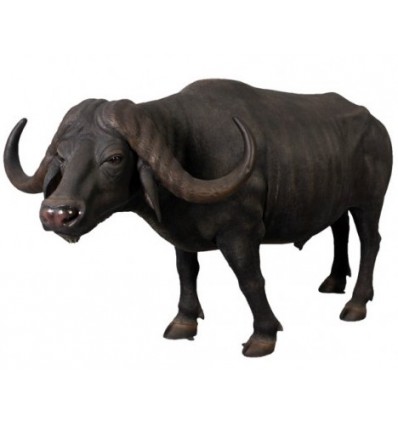 BUFALO AFRICANO