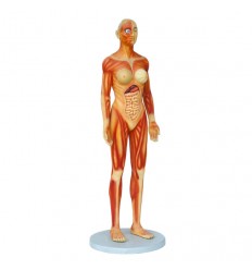 FIGURA CUERPO ANATOMICO MUJER