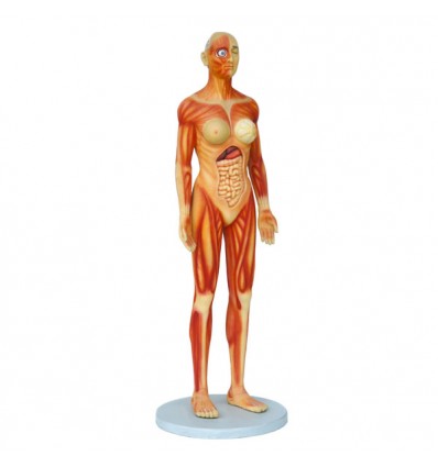 FIGURA CUERPO ANATOMICO MUJER