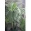 PLANTA ARTIFICIAL ARECA 32