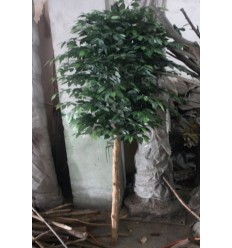 PLANTA DECORATIVA PLANTA BANAIN24