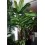 PLANTA DECORATIVA PLANTA BANANA31