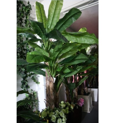 PLANTA DECORATIVA PLANTA BANANA31