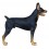 PERRO DOBERMAN