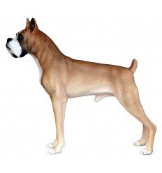 PERRO BOXER