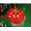 REPLICA TOMATE