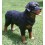 PERRO ROTTWEILER DE PIE