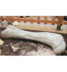 DINOSAUR FEMUR