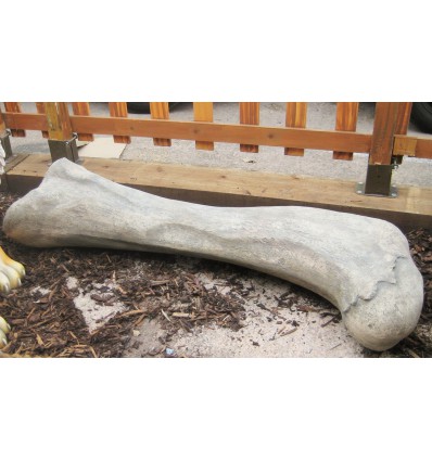 DINOSAUR FEMUR